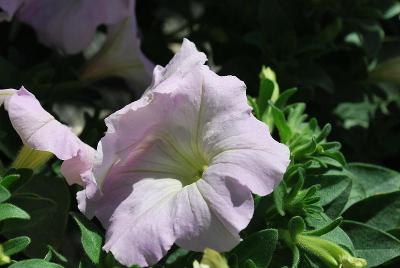 American Takii: Trilogy Petunia Lavender Pink 