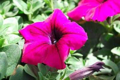 American Takii: Trilogy Petunia Purple 