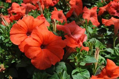  Petunia African Sunset 