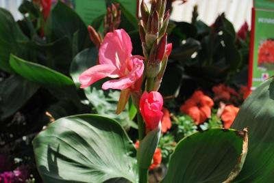 Tropical Canna Lily Rose 