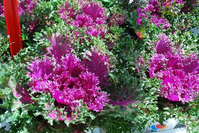 Glamour Kale, Flowering 'Red'