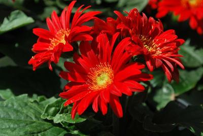 American Takii: Royal Gerbera Mini Scarlet 