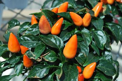 Mambo Capsicum Purple-Orange 