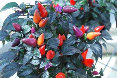 Mambo Capsicum Purple-Orange 