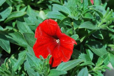 Opera Supreme Petunia Red 