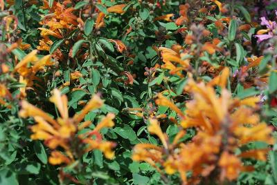  Agastache 'Arizona'