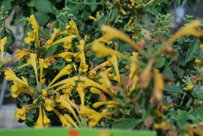  Agastache 'Yellow'
