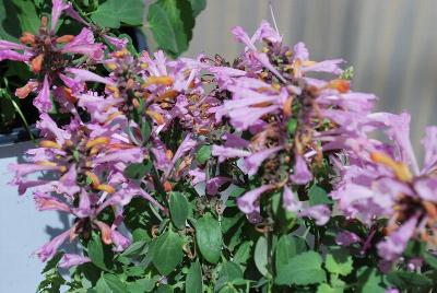  Agastache 'Purple'