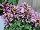 American Takii: Agastache  'Purple' 