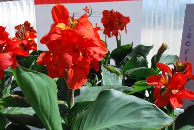 South Pacific & Tropical Canna Lily 