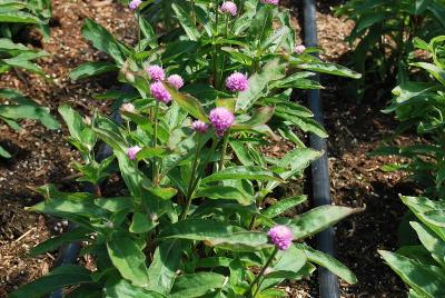 Audray Gomphrena Bicolor Rose 