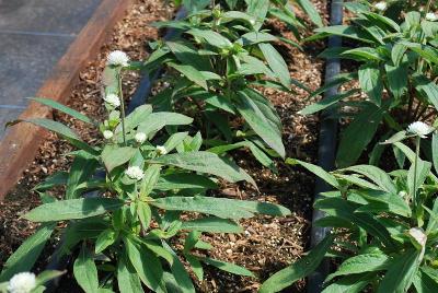 Audray Gomphrena White 