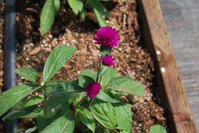 Audray Gomphrena 'Purple Red'