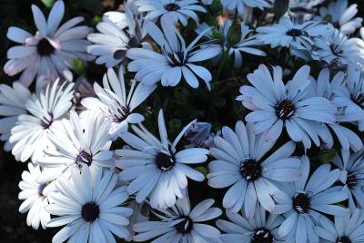 Passion Osteospermum White 