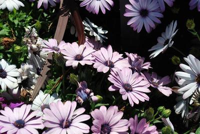 Passion Osteospermum 'Pink Shades'