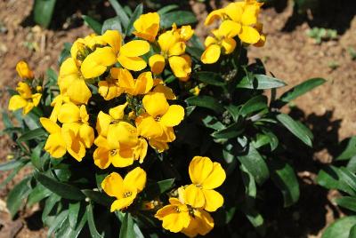 Charity Erysimum 'Yellow'