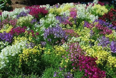 Fantasy Linaria 'Spring Mix'