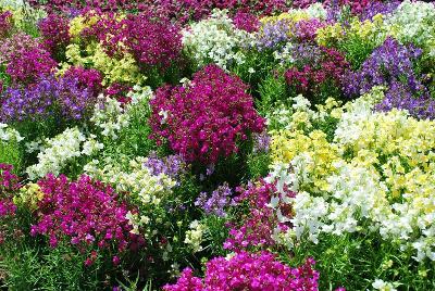 Fantasy Linaria 'Spring Mix'