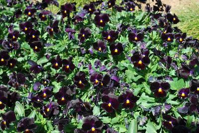 Four Seasons Viola 'Velvet'