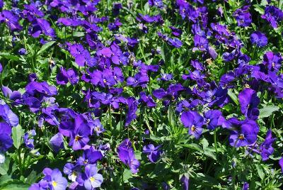 Gem Viola Electric Blue 