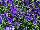 Gem Viola Electric Blue 