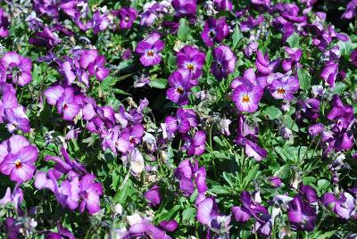 Gem Viola 'Lavender Antique'
