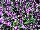 Gem Viola Lavender Antique 