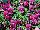 Gem Viola Rose with Blotch 