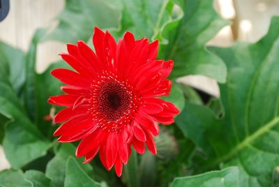 American Takii: Royal Prince Gerbera Red 