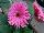 American Takii: Gerbera F1 'Deep Pink' 