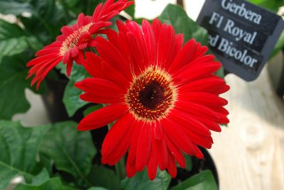 American Takii: Royal Gerbera Red Bicolor 