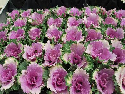 Song-Bird Kale-Flowering Pink 