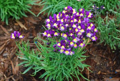 Fantasy Linaria Violet with Yellow Eye 