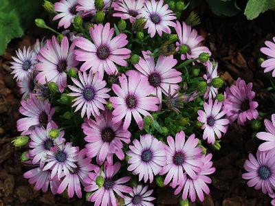 Passion Osteospermum Pink-Shades 