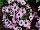 American Takii: Osteospermum  'Pink-Shades' 