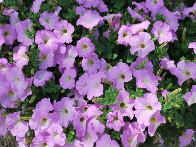 American Takii: Opera-Supreme Petunia Lavender 