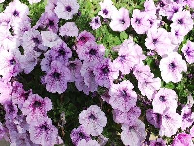 Opera-Supreme Petunia Lilac-Ice 