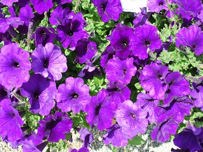 American Takii: Opera-Supreme Petunia Purple 