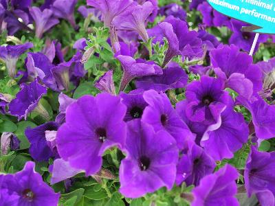 American Takii: Trilogy Petunia Blue 