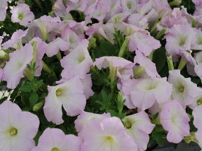 American Takii: Trilogy Petunia Lavender-Pink 