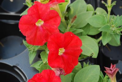 American Takii: Trilogy Petunia Scarlet 