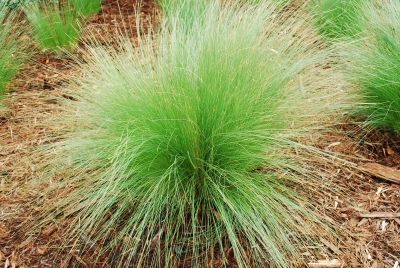  Stipa var. oreophila Wind Whispers 