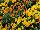 Gem Viola Amber 