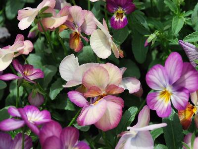 Gem Viola Lavender-Antique 