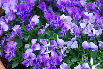 Gem Viola F1 Lavender Shades 