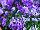 Gem Viola F1 Lavender Shades 