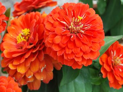 Dreamland Zinnia Coral 