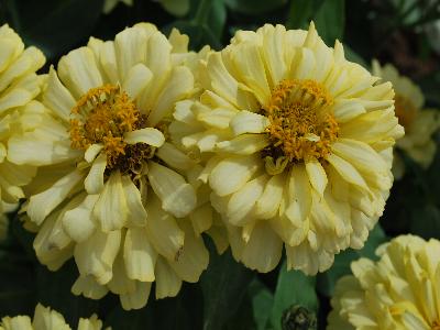 Dreamland Zinnia Ivory 