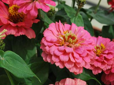 Dreamland Zinnia Pink 