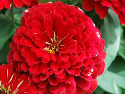 Dreamland Zinnia Red 